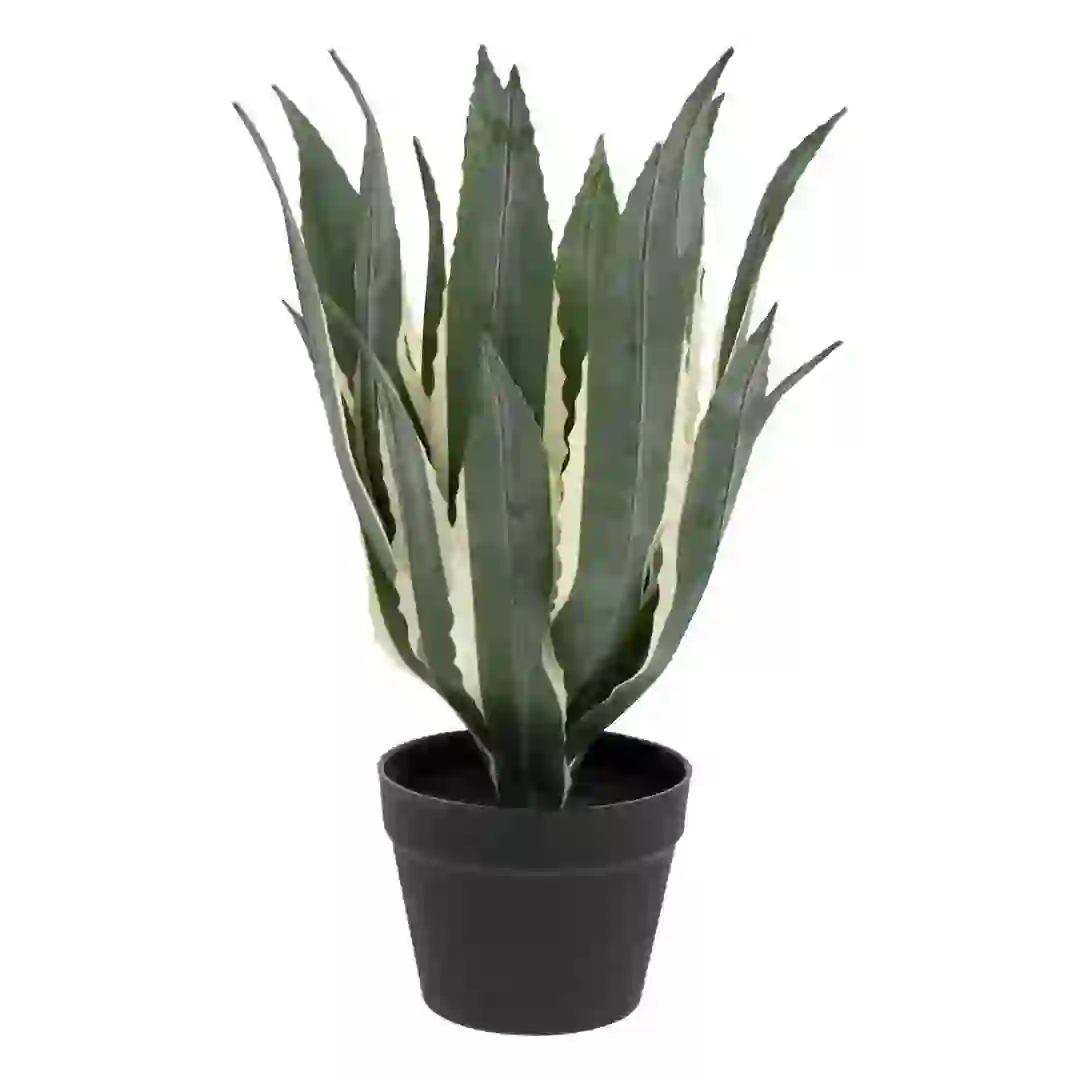 Atmosphera Exotic Panama American Agave with Plastic Pot (H. 55 cm)