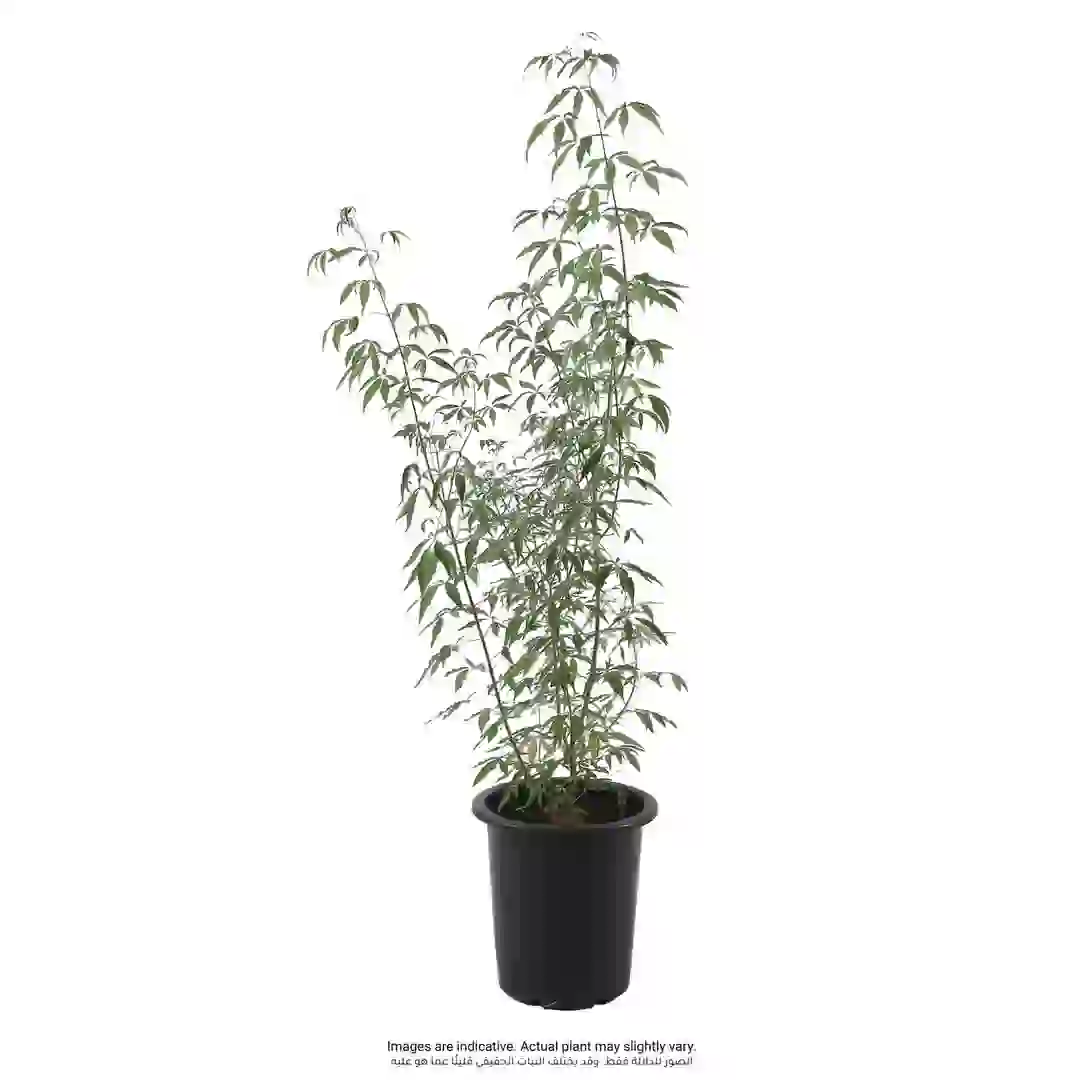 Vitex Live Plant