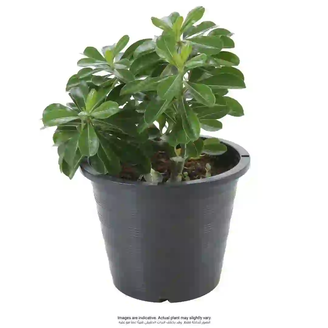Adenium Live Plant