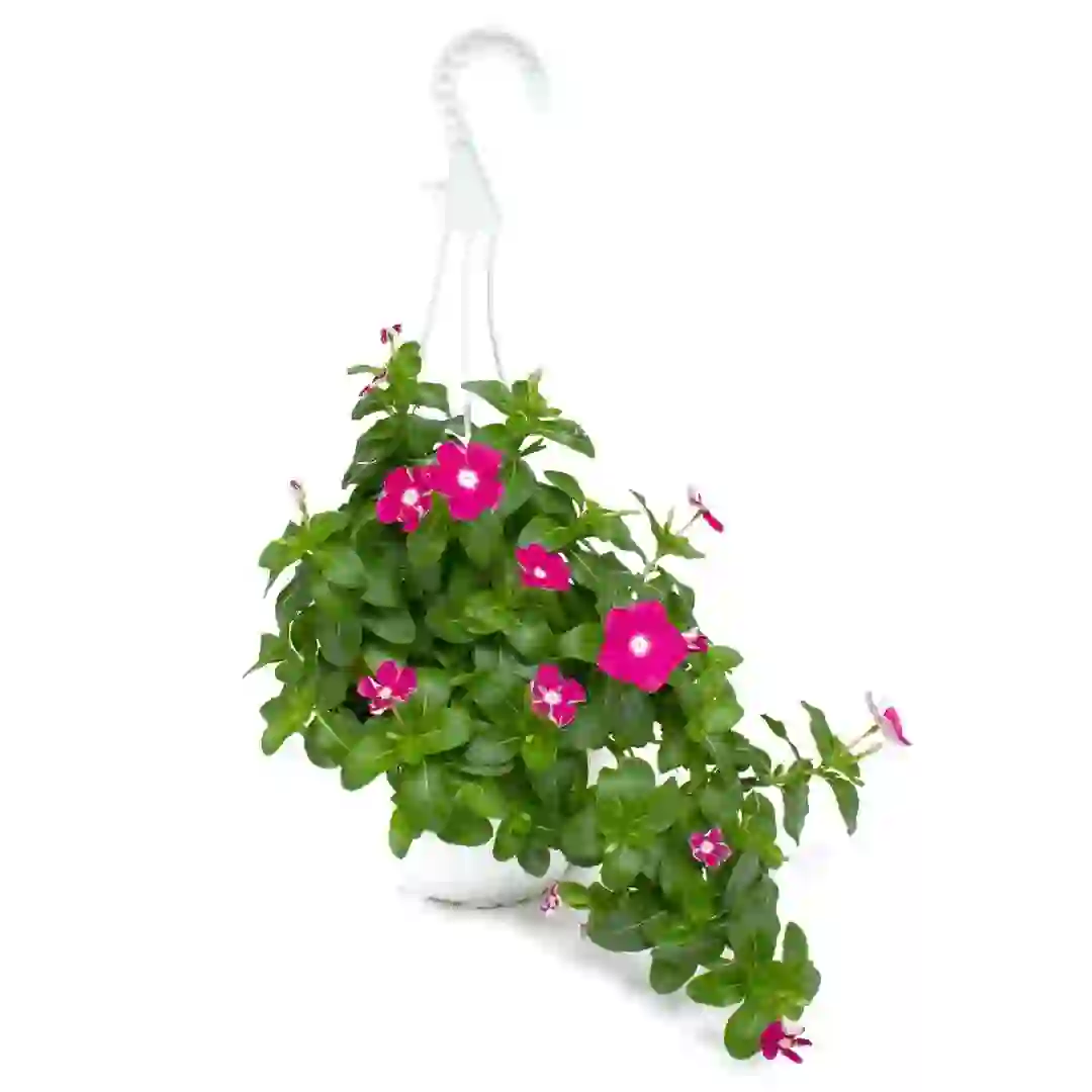 Vinca Hanging Outdoor Plant