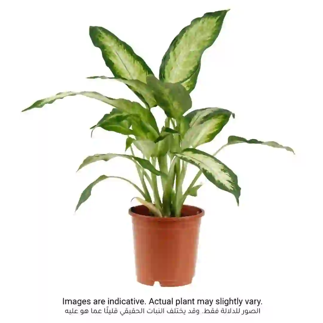 Siji Dieffenbachia Camilla (11 x 12 x 40 cm)