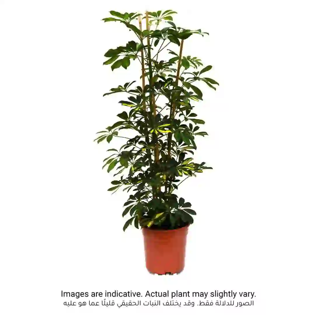 Schefflera Gold Capella Indoor Plant (120 cm)