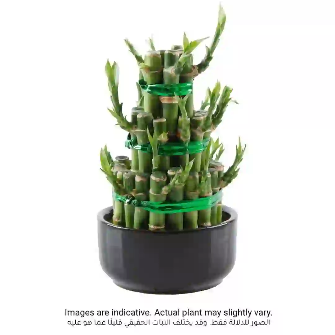 Lucky Bamboo Plant, Small