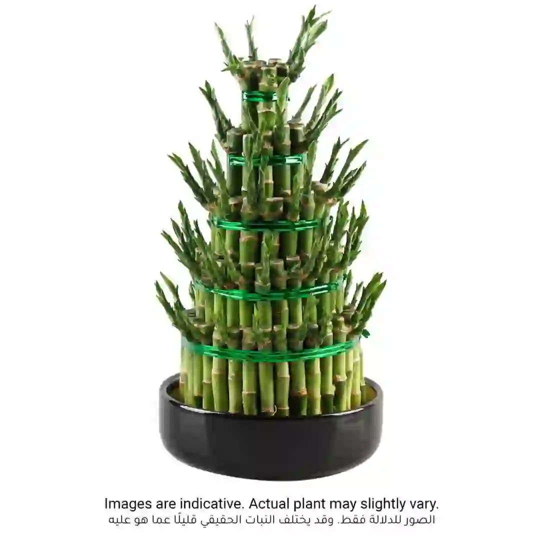 Lucky Bamboo Plant W/5 Layers (Large)